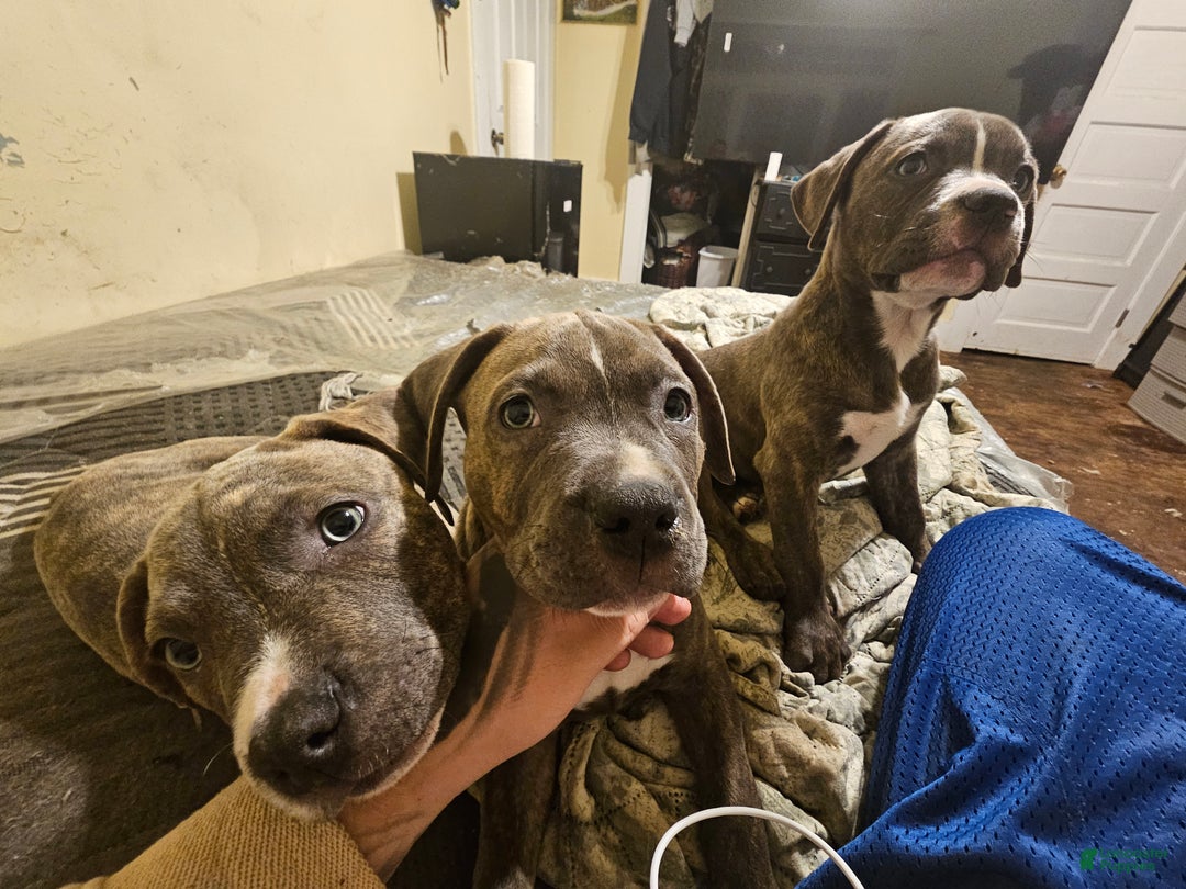 American Pit Bull Terrier dogs for sale: American Pit Bull Terrier Puppy 7 - Ad 8