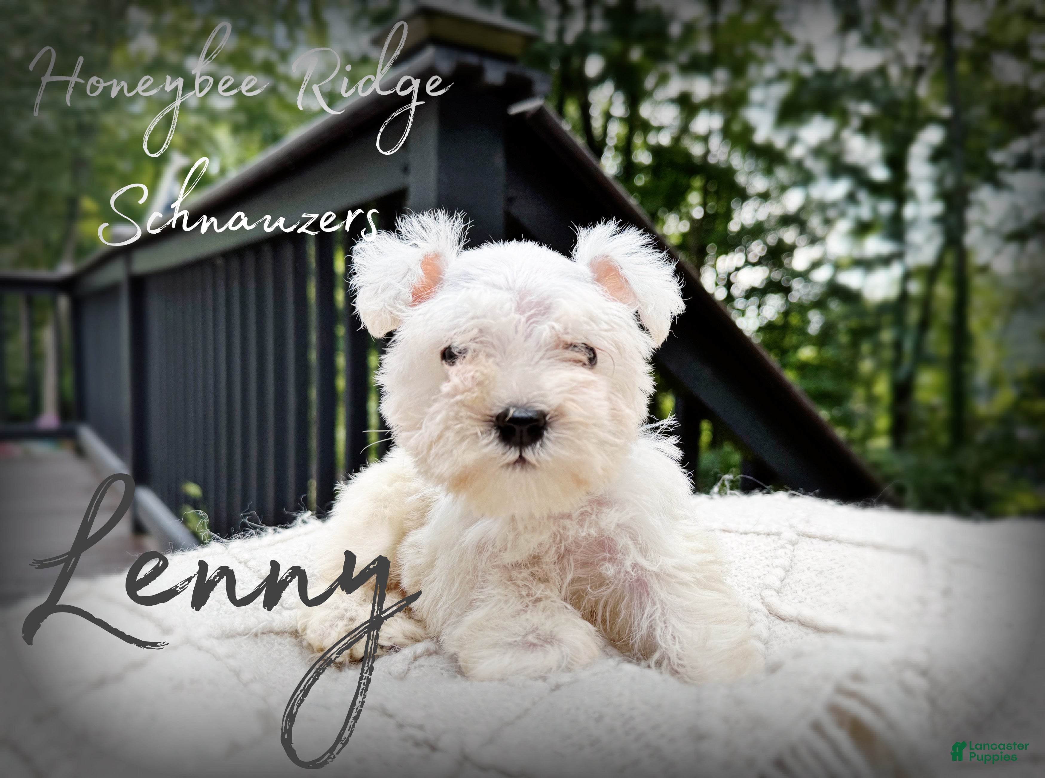 Miniature Schnauzer dogs Akc Lenny - Ad 1