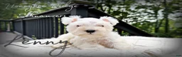 Miniature Schnauzer dogs for sale: Akc Lenny - Ad 1