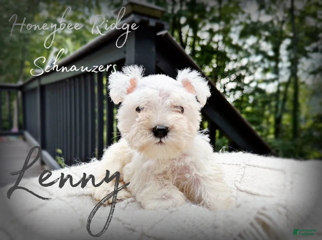Miniature Schnauzer dogs for sale: Akc Lenny - Ad 1