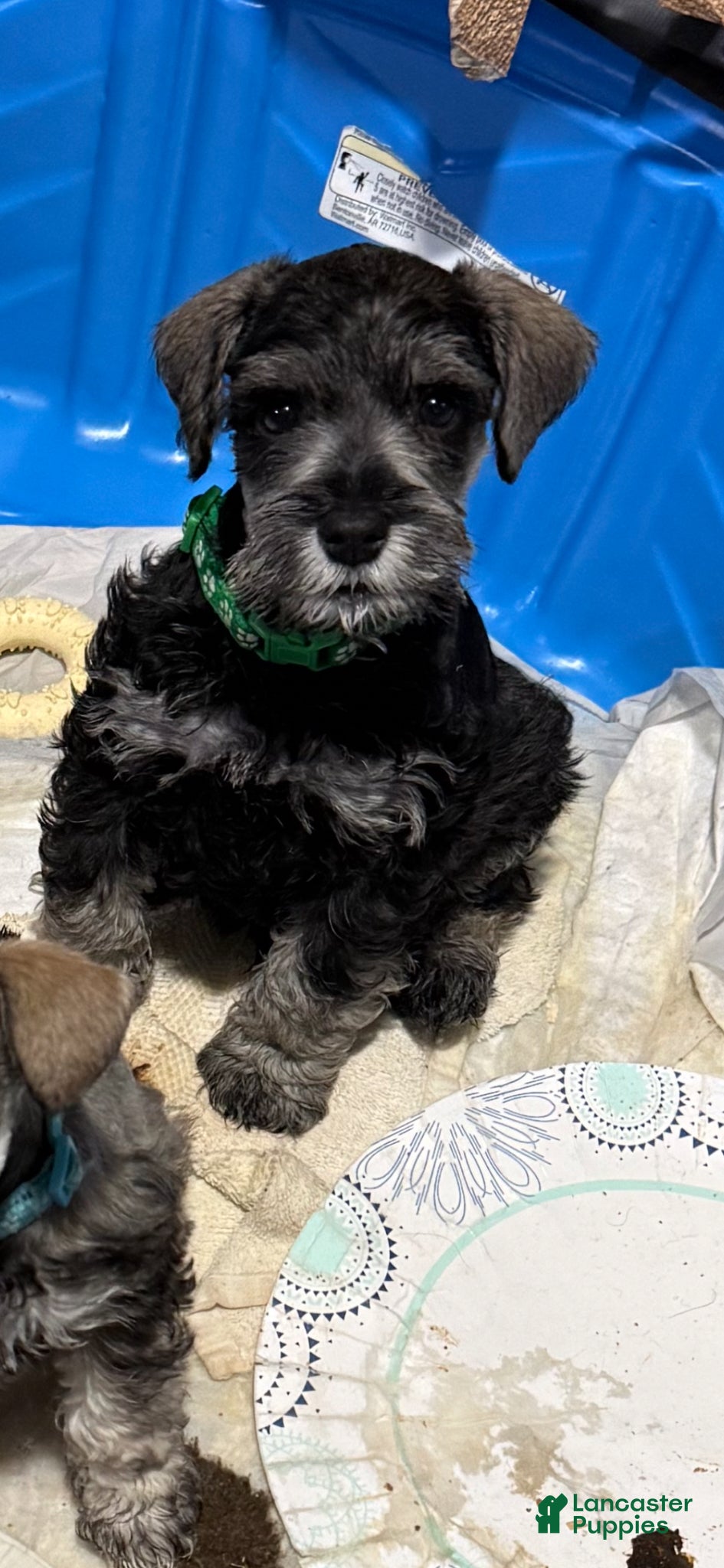 Miniature Schnauzer dogs Miniature Schnauzer Puppy George  - Ad 42
