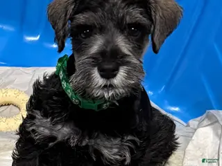Miniature Schnauzer dogs Miniature Schnauzer Puppy George - Ad 40