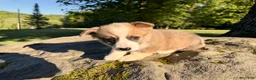 Welsh Corgi Pembroke dogs for sale: Teddy - Ad 18