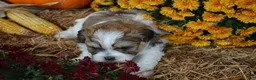 Malshi dogs for sale: Scotty - Ad 4