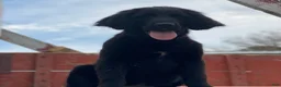 Mixed Breed dogs for sale: Bella - Ad 10