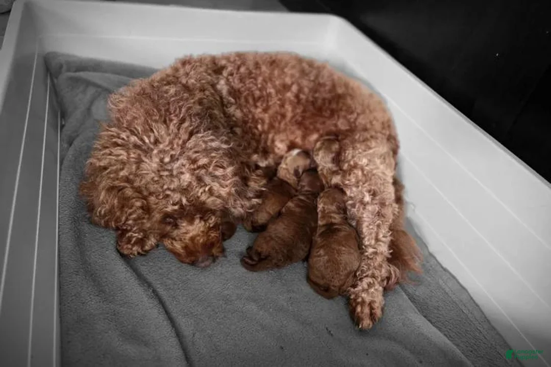 Toy Poodle dogs for sale: Lara - Ad 2