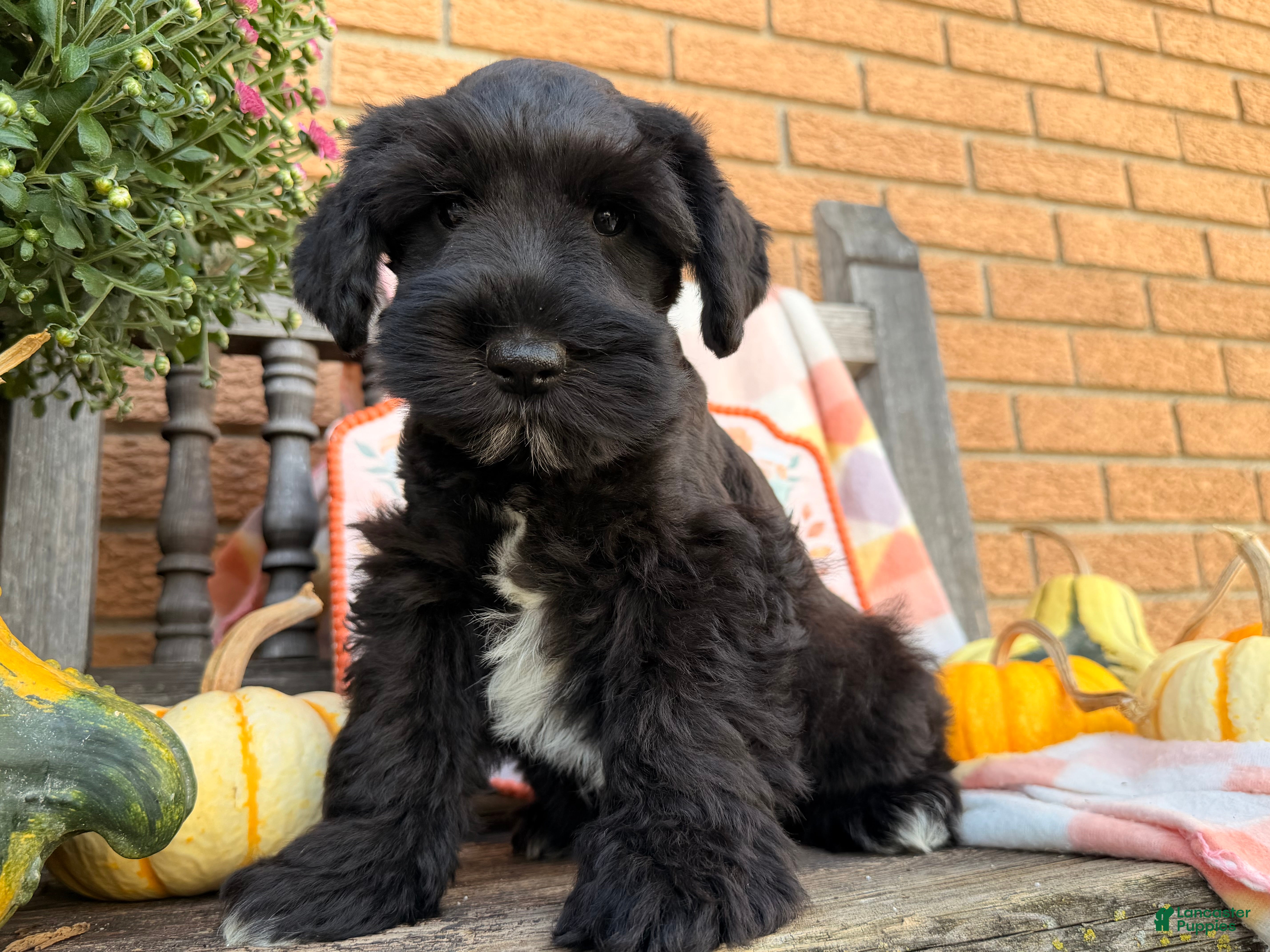 Miniature Schnauzer dogs Murphy - Ad 1
