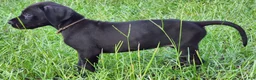 Great Dane dogs for sale: Black Female  - Ad 2
