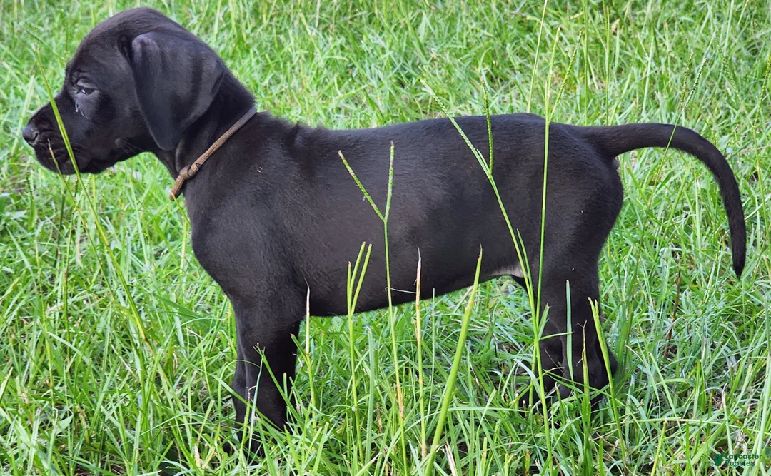 Great Dane dogs for sale: Black Female  - Ad 2