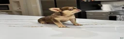 French Bulldog dogs for sale: French Bulldog  - Ad 4