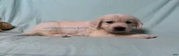 Golden Retriever dogs for sale: Matty - Ad 5