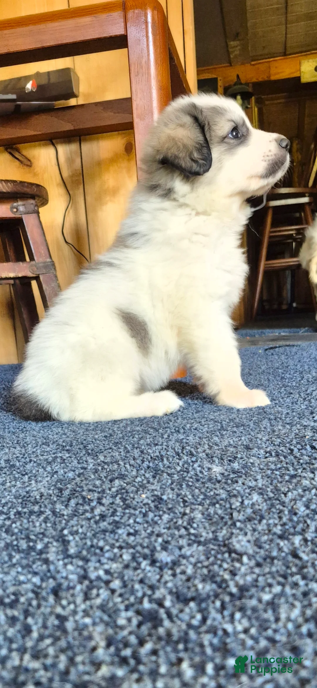 Great Pyrenees dogs for sale: Great Pyrenees Puppy 1 - Ad 1