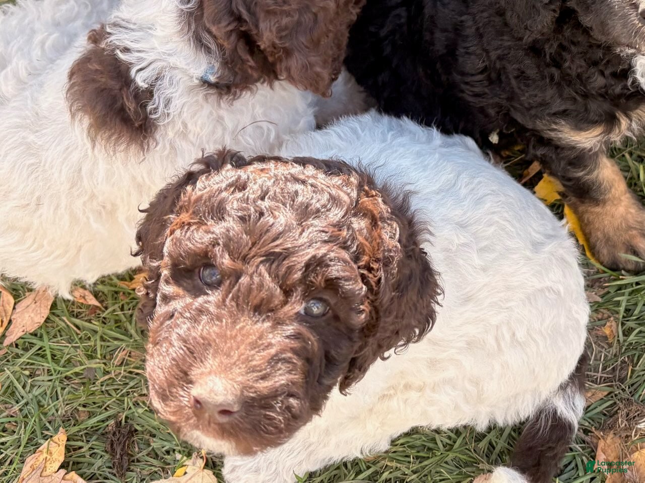 Mixed Breed dogs for sale: Lucky - Ad 1