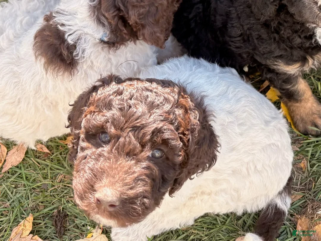 Mixed Breed dogs for sale: Lucky - Ad 1