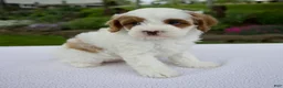 Cavapoo dogs for sale: Jack - Ad 3