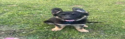 German Shepherd dogs for sale: German Shepherd Puppy 1 - Ad 2