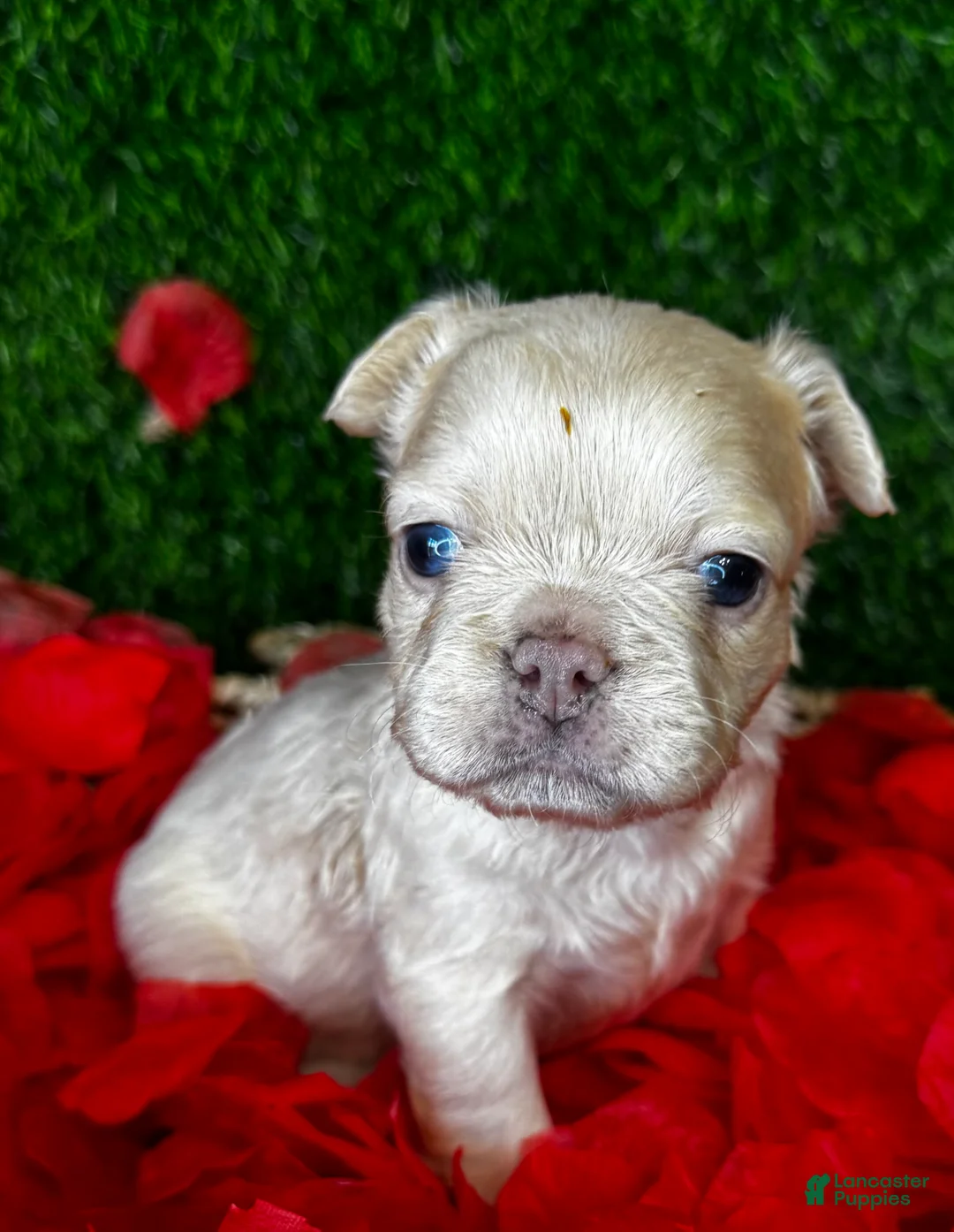 French Bulldog dogs for sale: Amor  - Ad 2