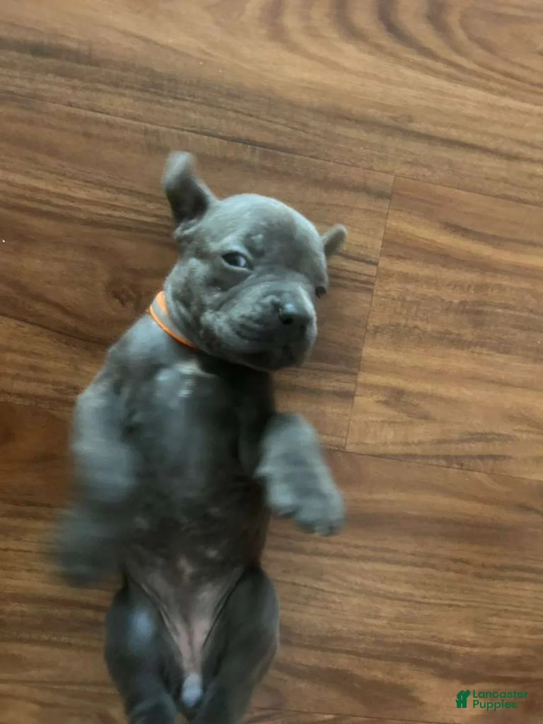 Cane Corso dogs for sale: Cane Corso Puppy 8 - Ad 2