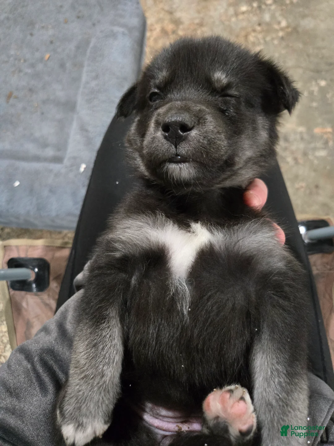 Goberian dogs for sale: Goberian pink Puppy 3 - Ad 3