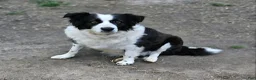 Border Collie dogs for sale: Charley (Blueish Eyes) - Ad 15