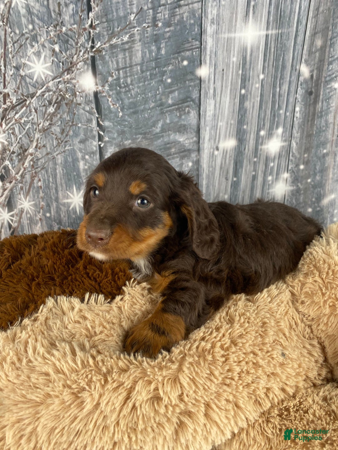 Miniature Dachshund dogs for sale: Kobe - Ad 5