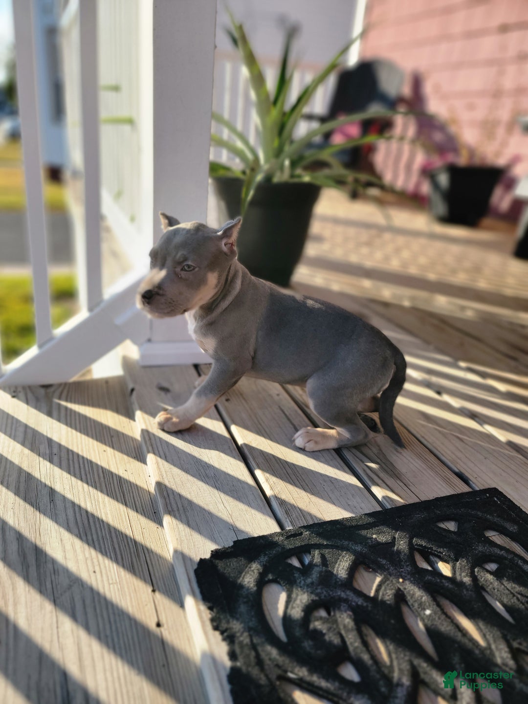 American Bully dogs for sale: American Bully Puppy 2 - Ad 10