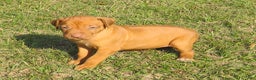 Rhodesian Ridgeback dogs for sale: Rhodesian Ridgeback Puppy 1 - Ad 3