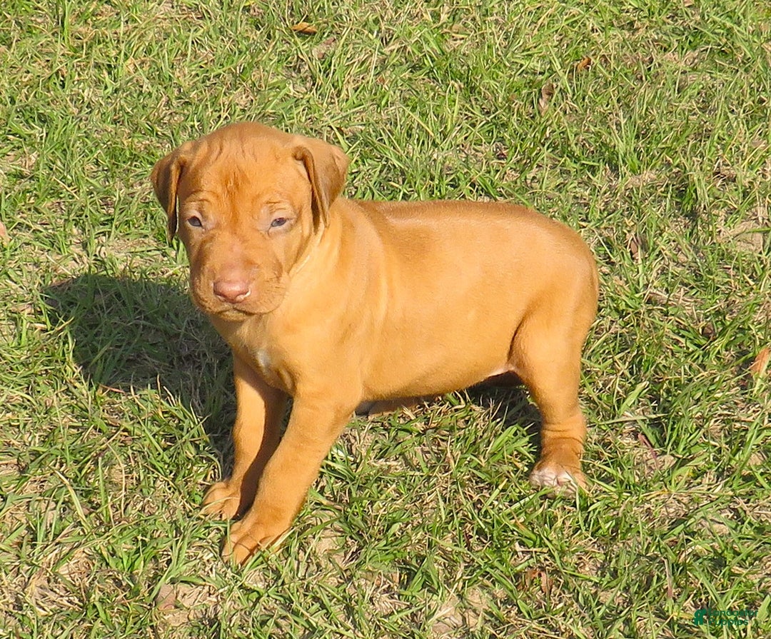 Rhodesian Ridgeback dogs for sale: Rhodesian Ridgeback Puppy 1 - Ad 3