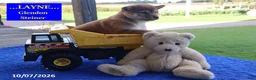 Shiba Inu dogs for sale: Layne - Ad 3