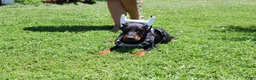 Doberman Pinscher dogs for sale: White - Ad 10