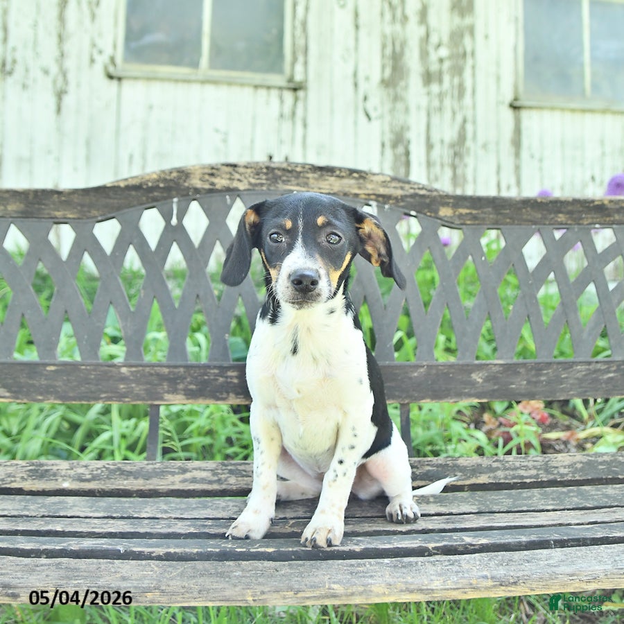 Mixed Breed dogs Trixie - Ad 1