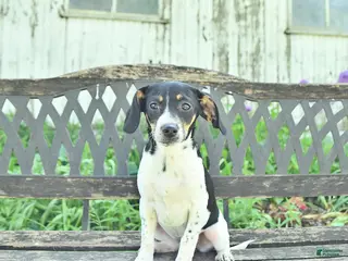 Mixed Breed dogs for sale: Trixie - Ad 1