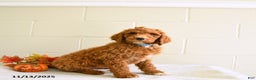 Standard Poodle dogs for sale: Max  - Ad 2