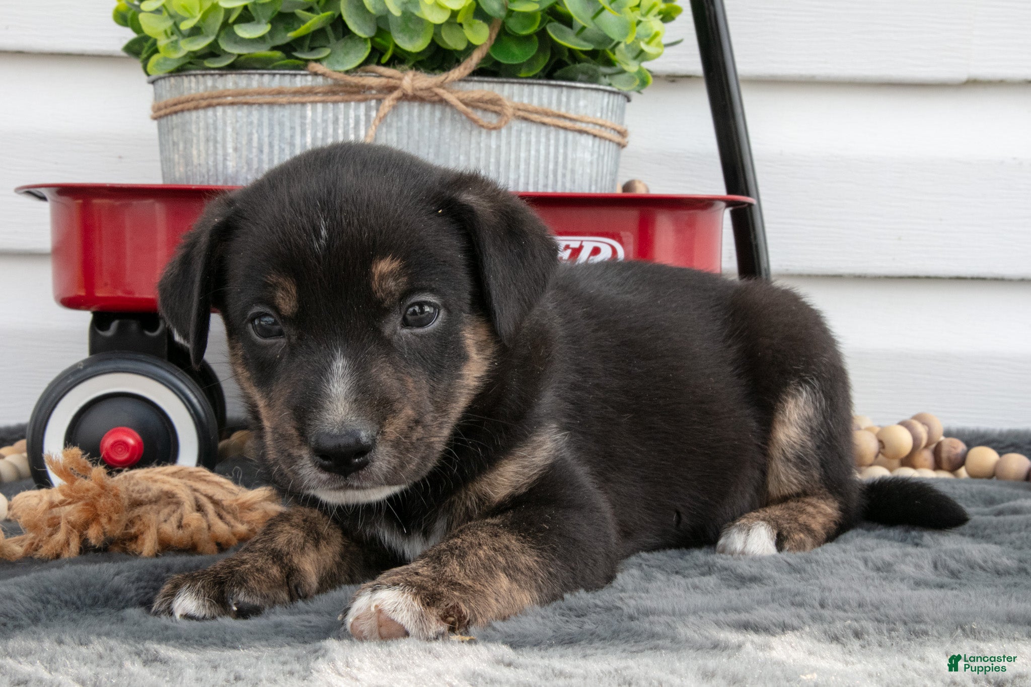 Jack Chi dogs Bronco - Ad 2