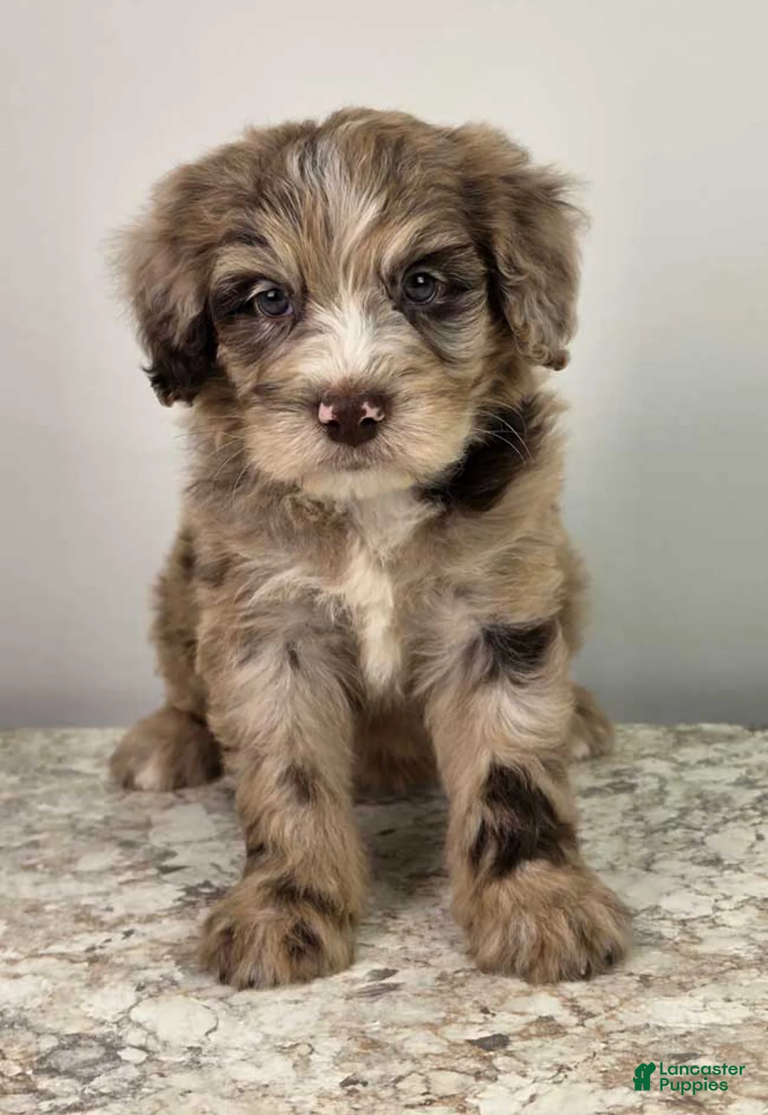 Mini Sheepadoodle dogs for sale: Hershy - Ad 1