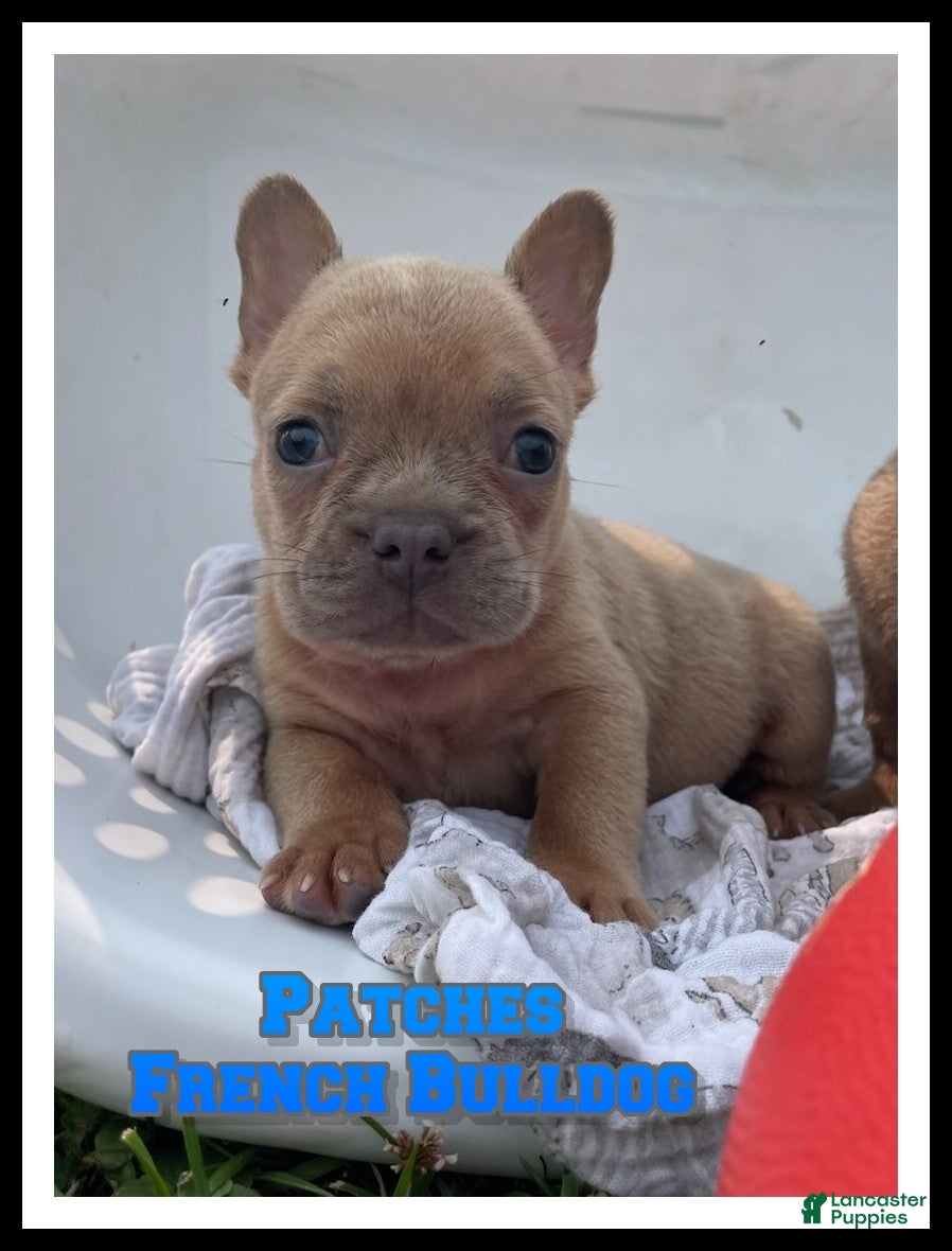 French Bulldog dogs Patches - Ad 1