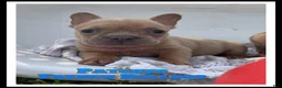 French Bulldog dogs for sale: Patches - Ad 1