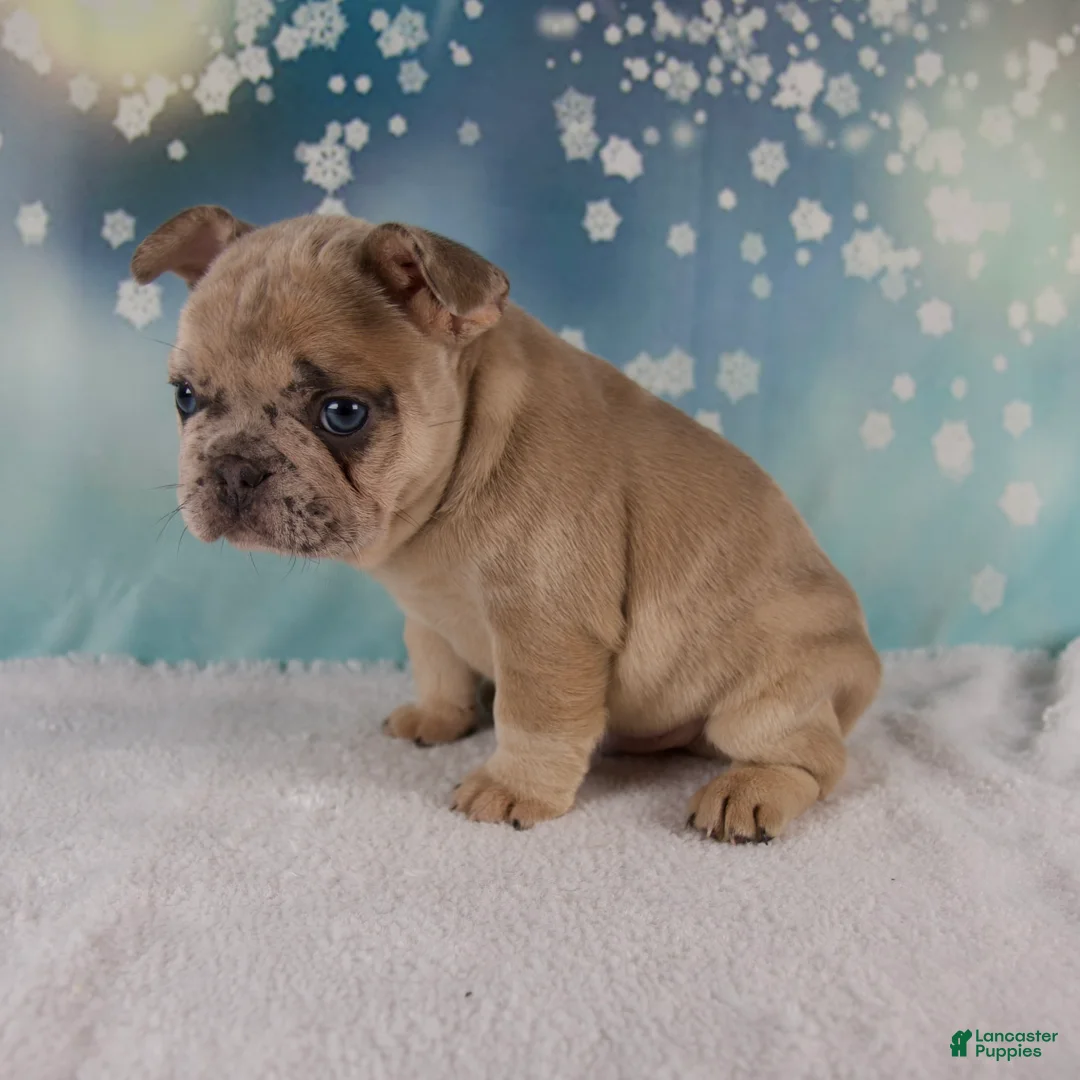 French Bulldog dogs for sale: Maverick - Ad 6
