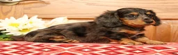 Miniature Dachshund dogs for sale: Tina - Ad 5