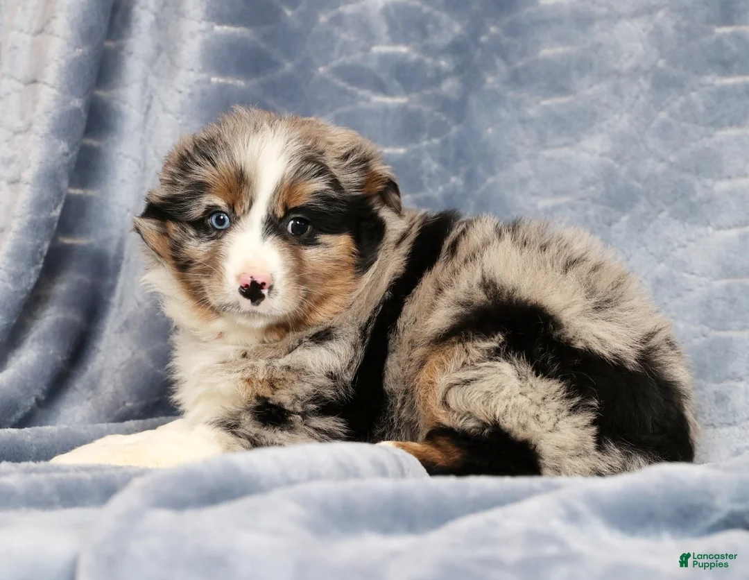 Miniature Australian Shepherd dogs for sale: Erin - Ad 5