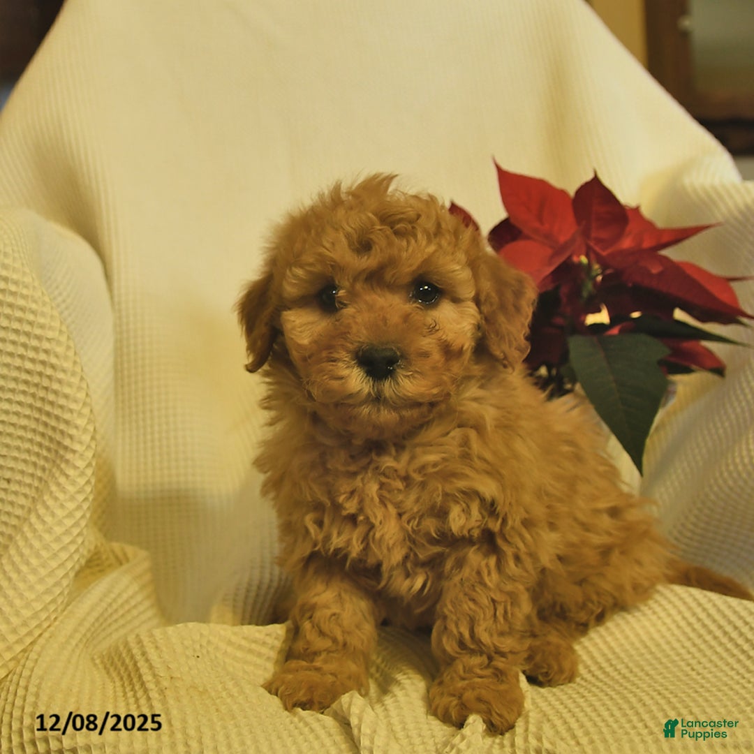 Cavapoo dogs for sale: Alaska  - Ad 2