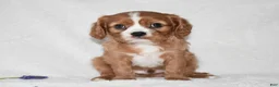 Cavalier King Charles Spaniel dogs for sale: Remy  - Ad 3