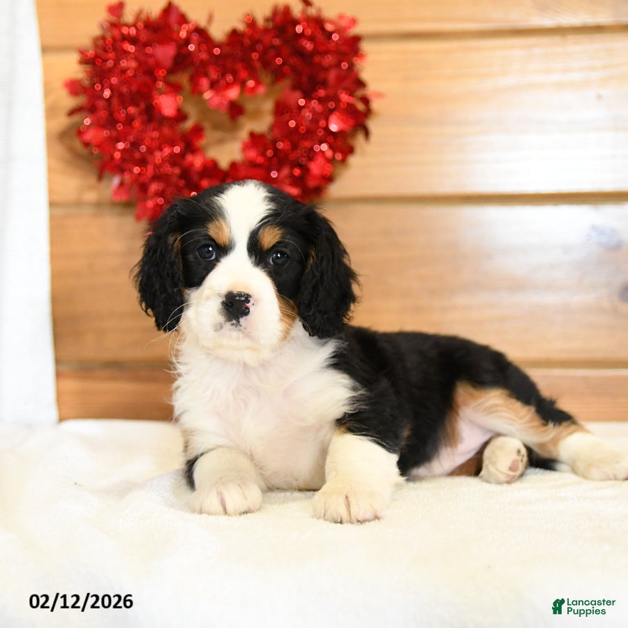Miniature Bernese Mountain Dog dogs Valerie - Ad 8