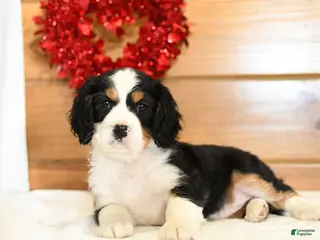 Miniature Bernese Mountain Dog dogs Valerie - Ad 8