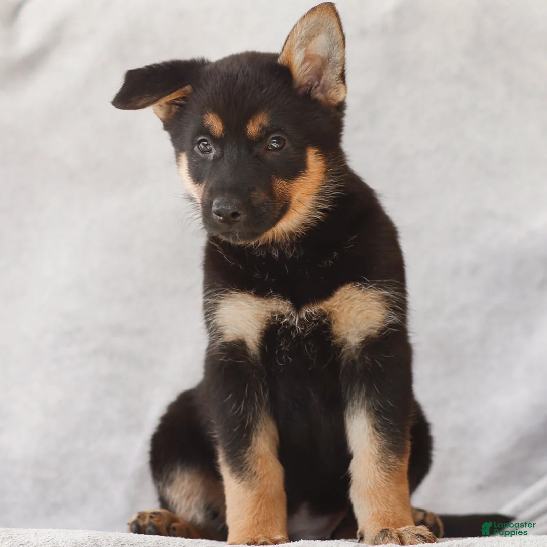 German Shepherd dogs for sale: Tara the German Shepherd Puppy - Ad 2