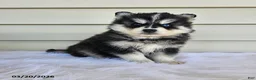 Pomsky dogs for sale: Leah - Ad 1