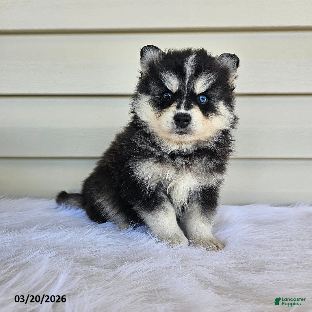 Pomsky dogs for sale: Leah - Ad 1