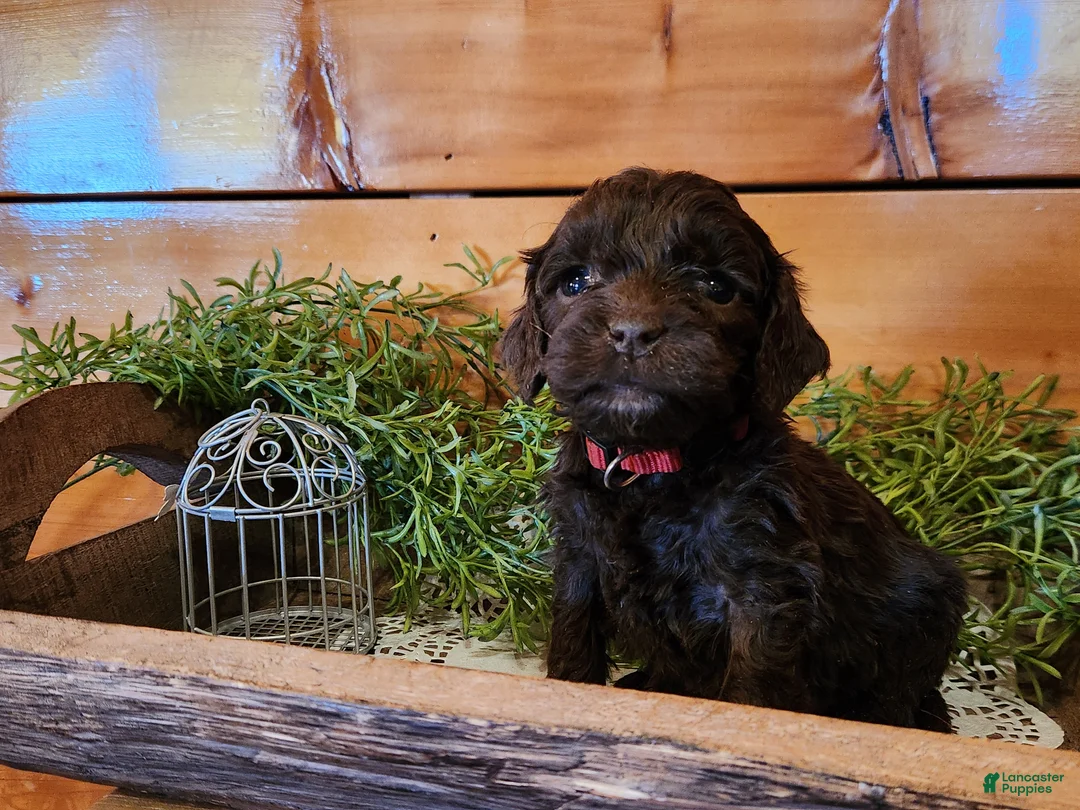 Mixed Breed dogs for sale: Mixed Breed Puppy 1 - Ad 3