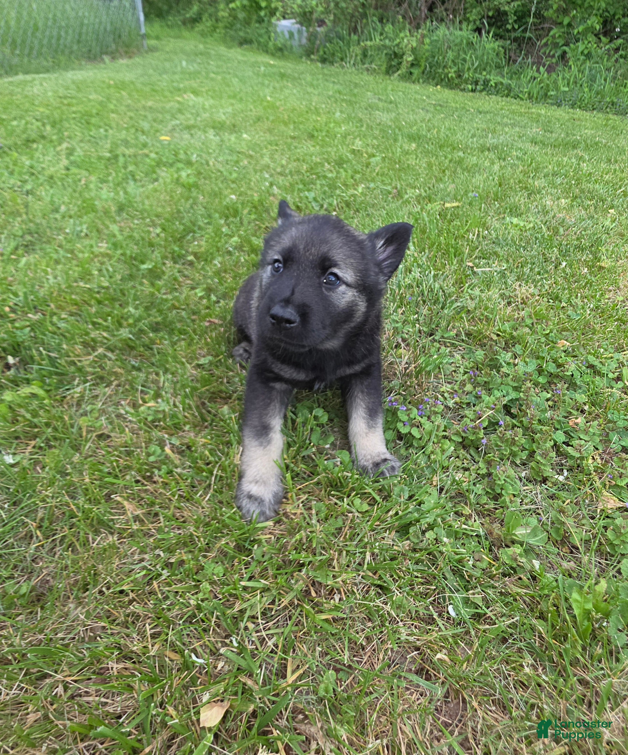 Norwegian Elkhound dogs Green - Ad 2