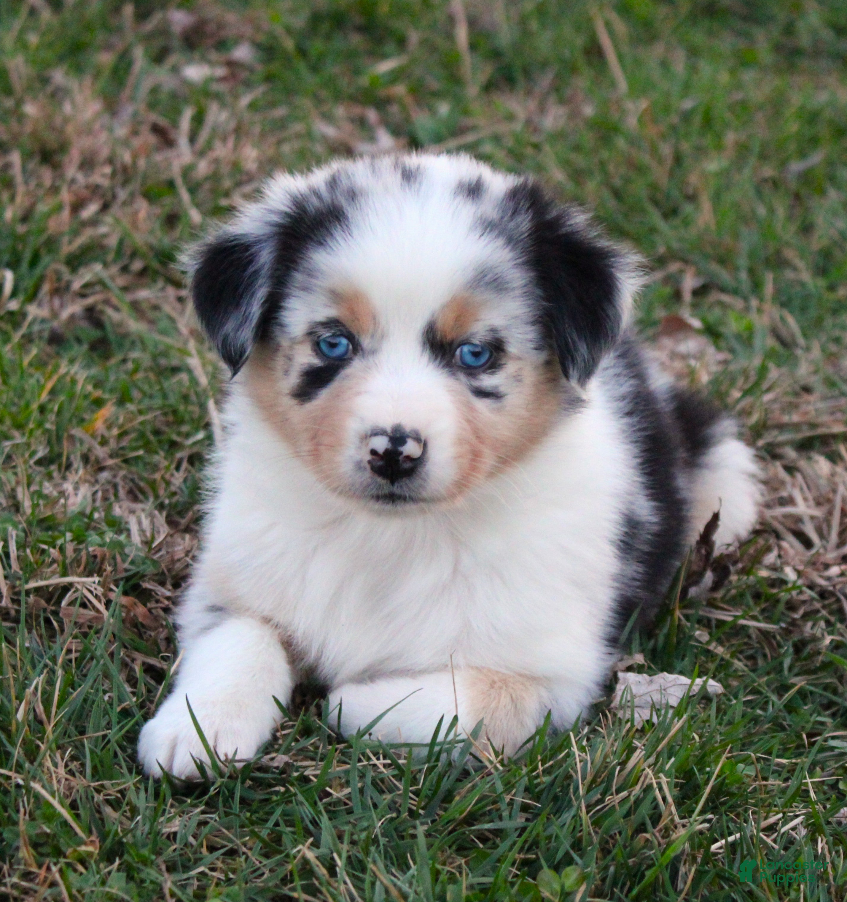 Australian Shepherd dogs Surprise - Ad 2